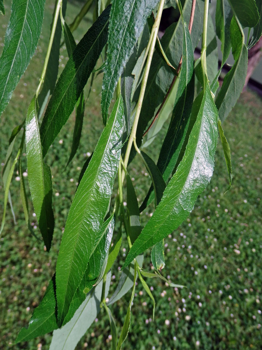 Vrba bílá smuteční (Salix alba L. ´Tristis´)