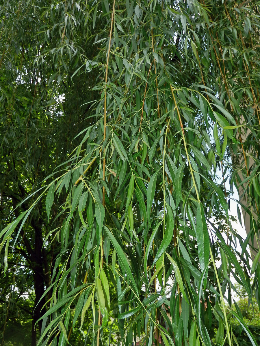 Vrba bílá smuteční (Salix alba L. ´Tristis´)