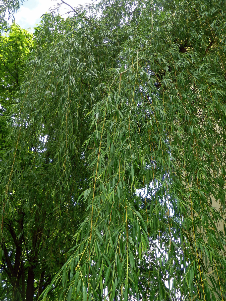 Vrba bílá smuteční (Salix alba L. ´Tristis´)