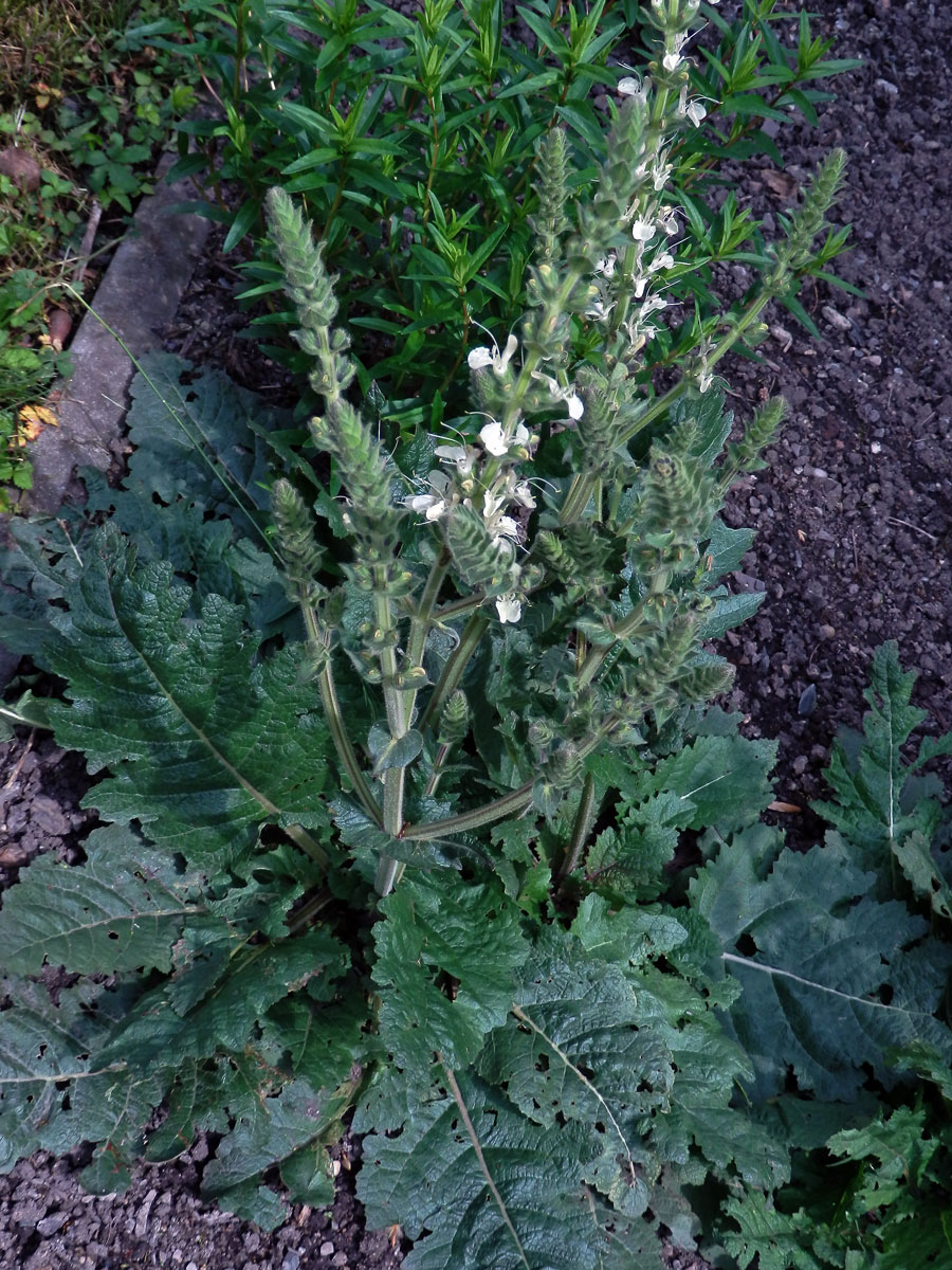 Šalvěj rakouská (Salvia austriaca Jacq.)