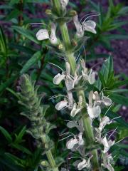 Šalvěj rakouská (Salvia austriaca Jacq.)