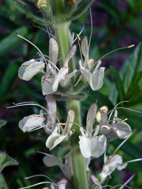 Šalvěj rakouská (Salvia austriaca Jacq.)