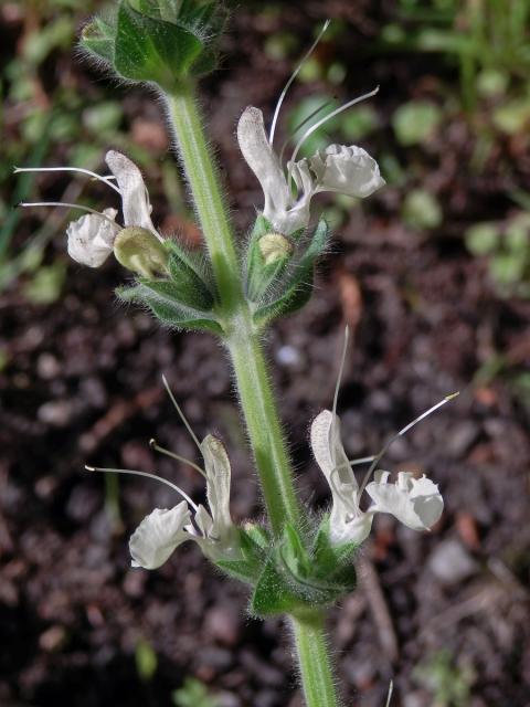 Šalvěj rakouská (Salvia austriaca Jacq.)