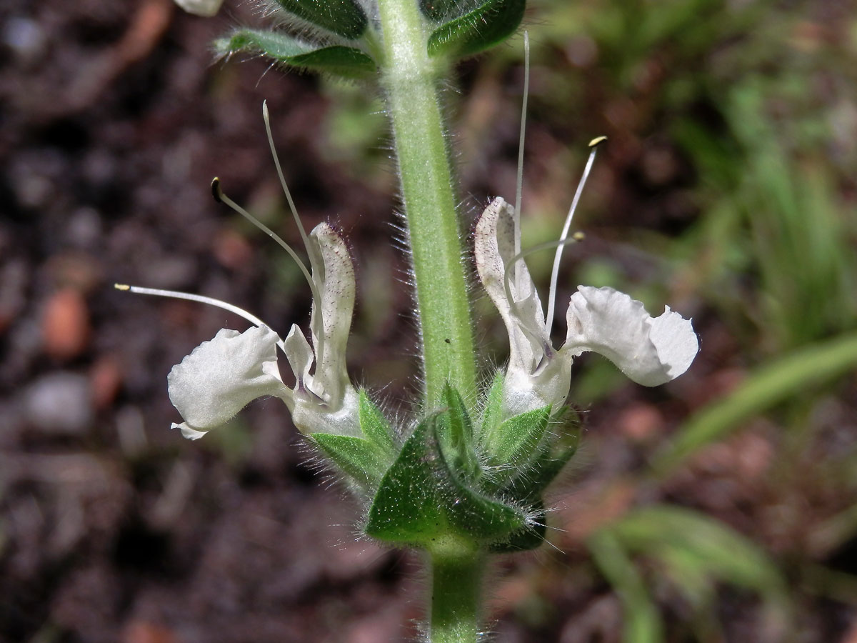 Šalvěj rakouská (Salvia austriaca Jacq.)