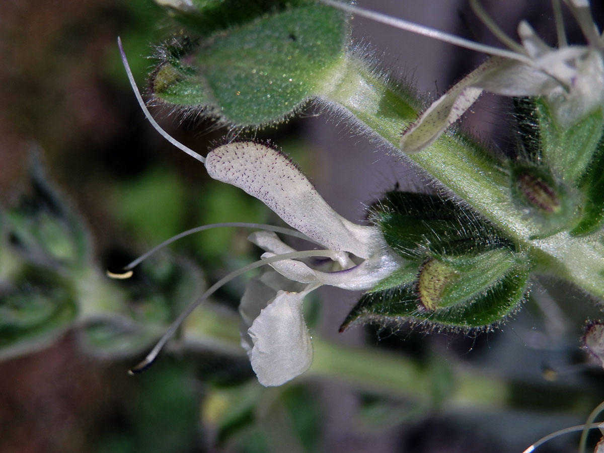 Šalvěj rakouská (Salvia austriaca Jacq.)