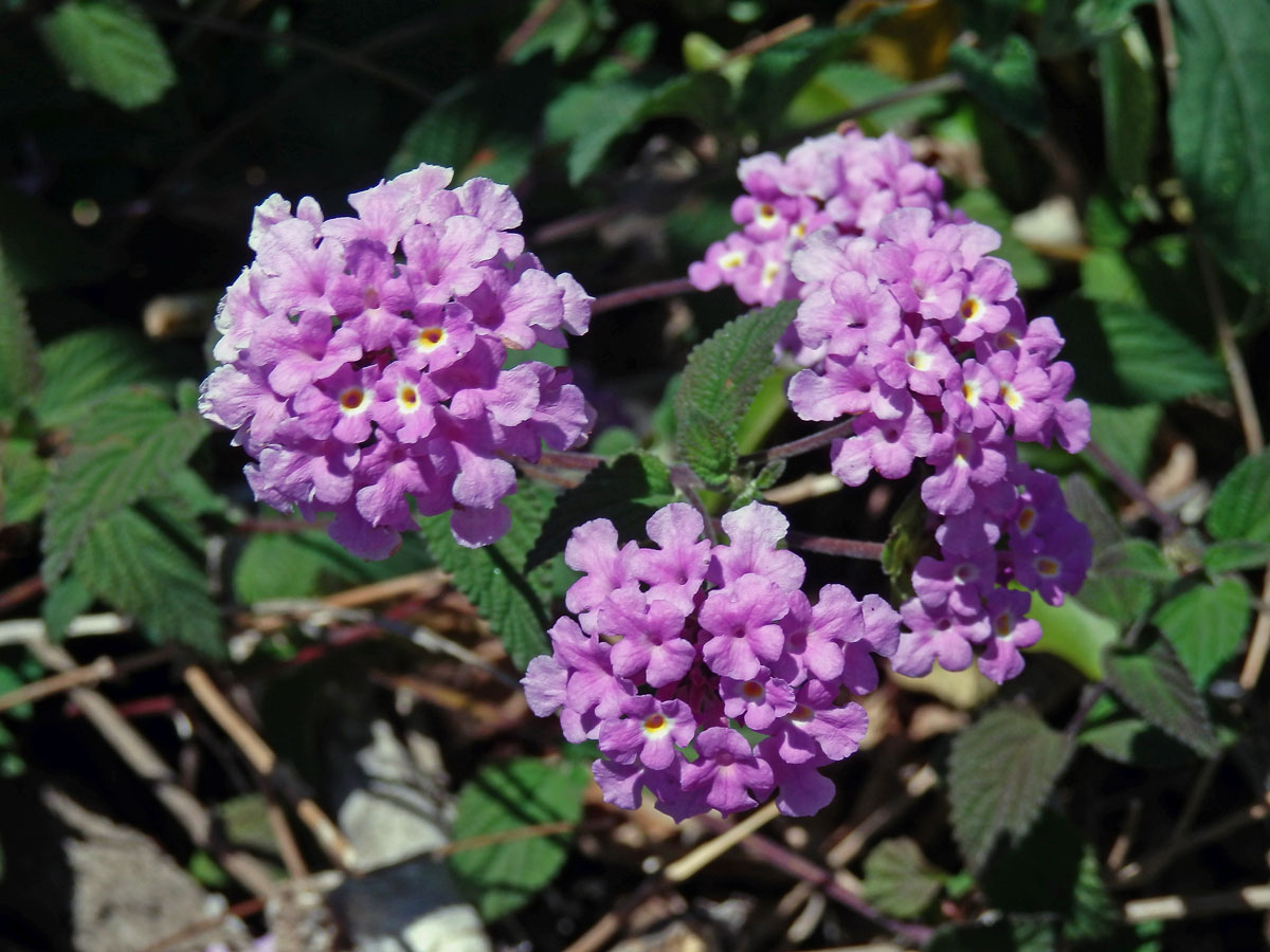 Lantána (Lantana montevidensis (Spreng.) Briq.)