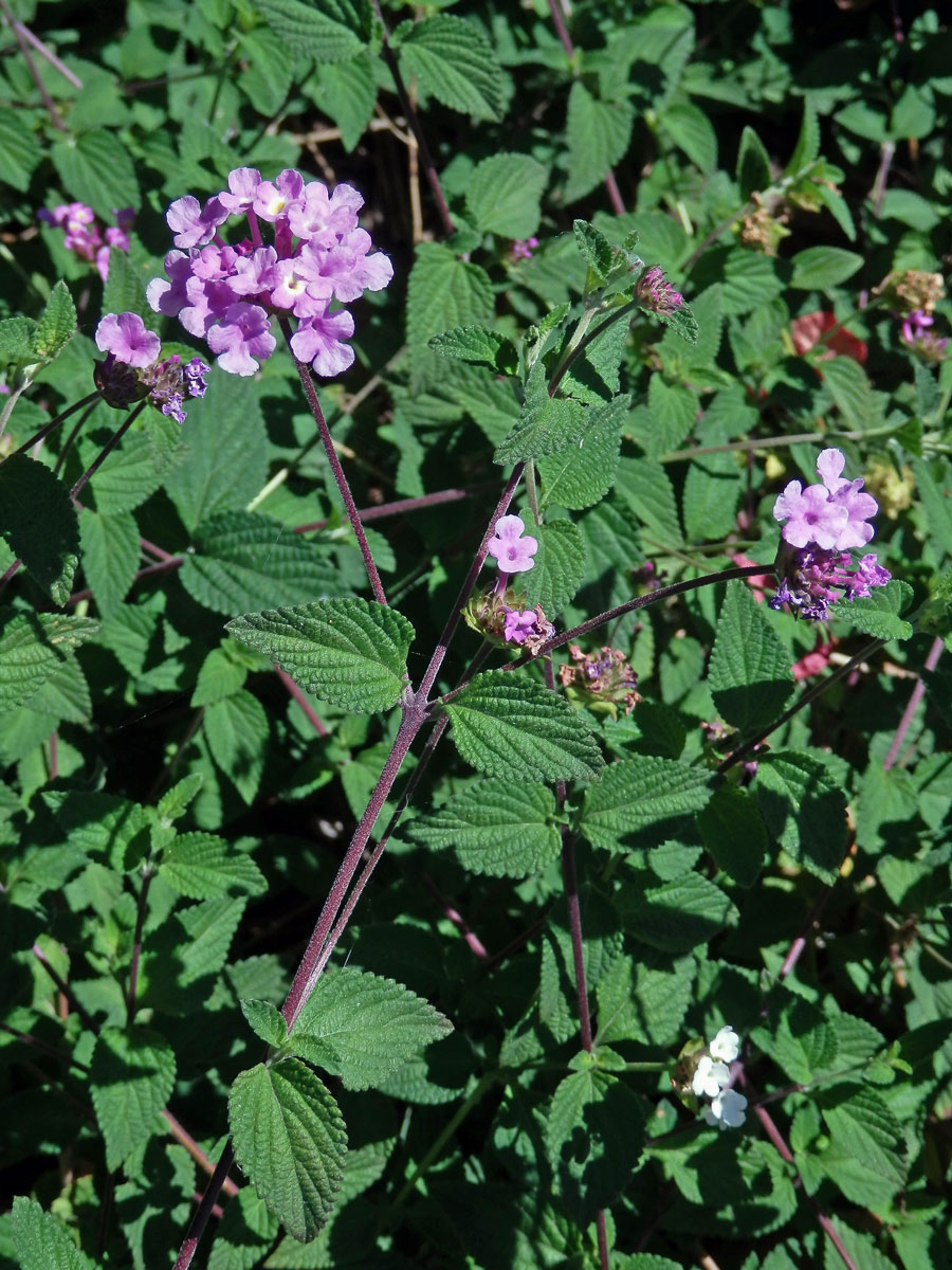 Lantána (Lantana montevidensis (Spreng.) Briq.)