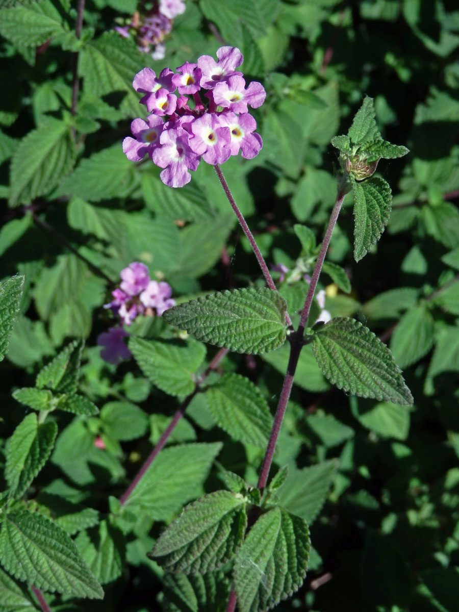 Lantána (Lantana montevidensis (Spreng.) Briq.)