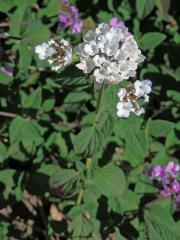 Lantána (Lantana montevidensis (Spreng.) Briq.)