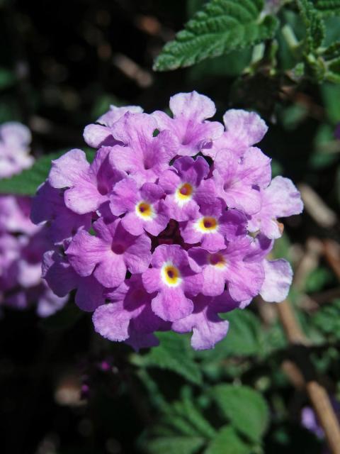 Lantána (Lantana montevidensis (Spreng.) Briq.)