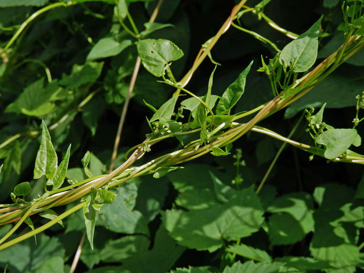 Opletka křovištní (Fallopia dumetorum (L.) Holub)