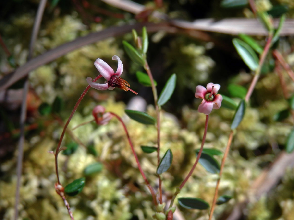 Klikva bahenní (Oxycoccus palustris Pers.)