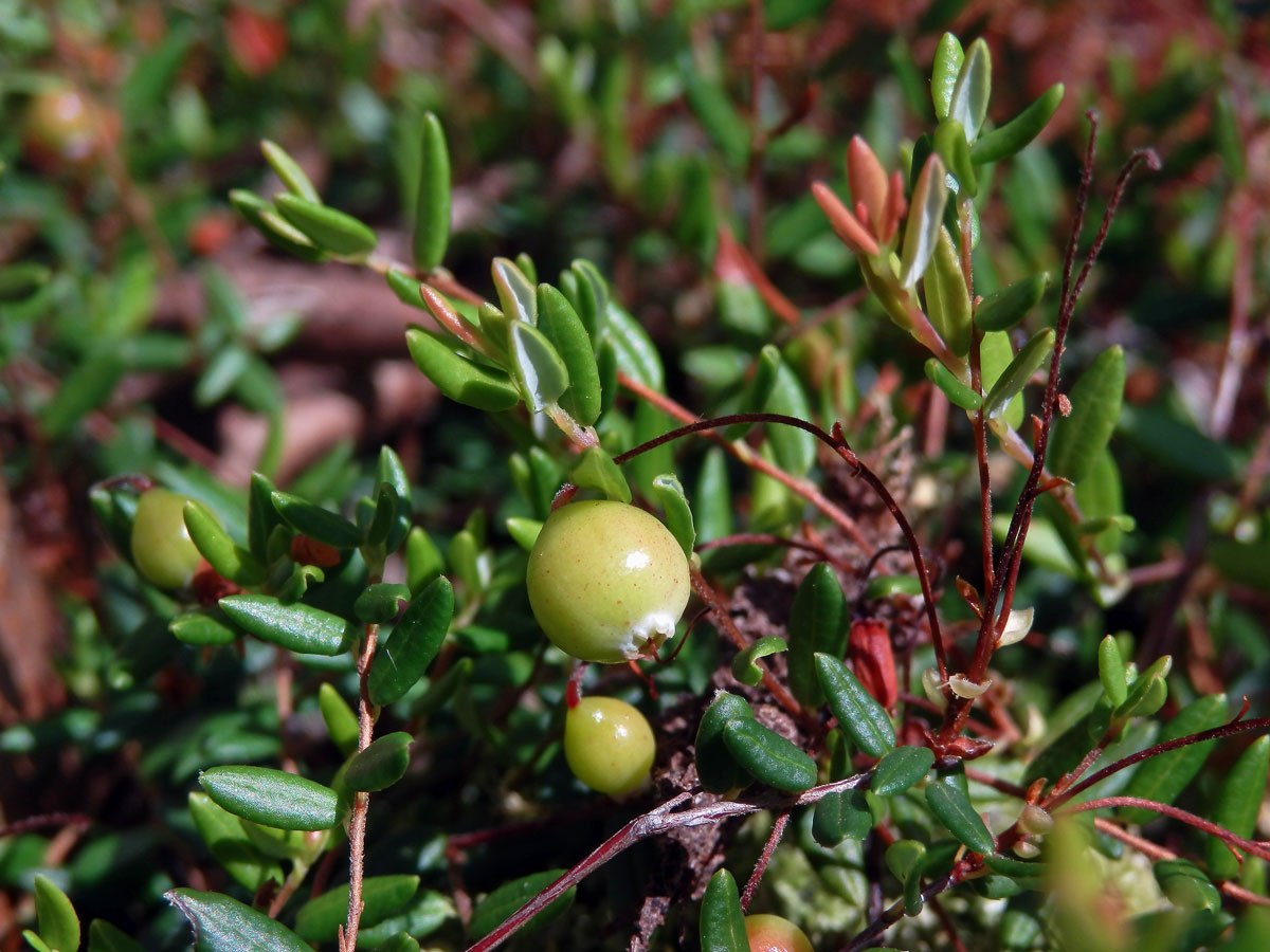 Klikva bahenní (Oxycoccus palustris Pers.)