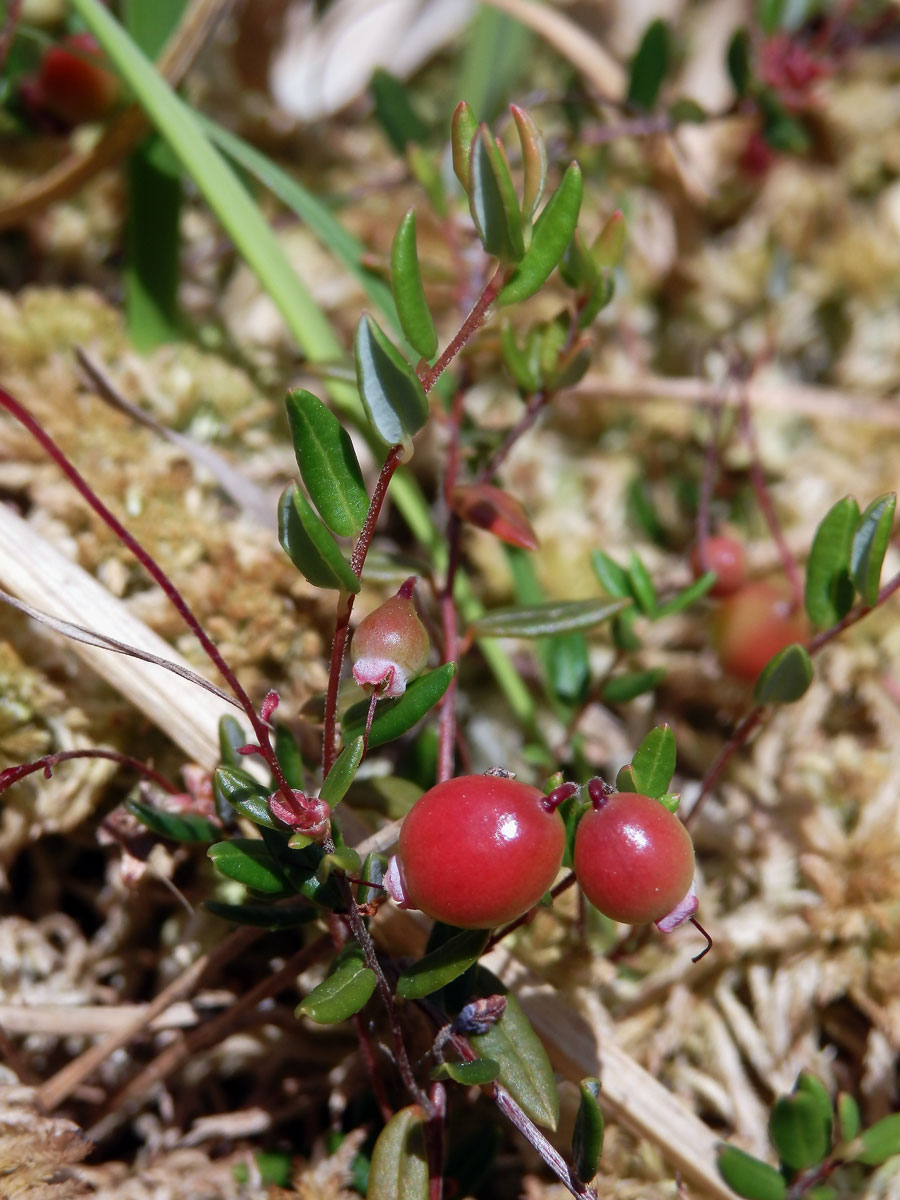 Klikva bahenní (Oxycoccus palustris Pers.)