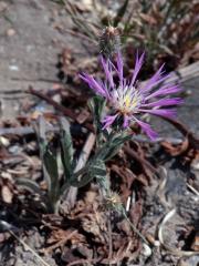 Chrpa (Centaurea aspera L.)