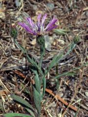 Chrpa (Centaurea aspera L.)