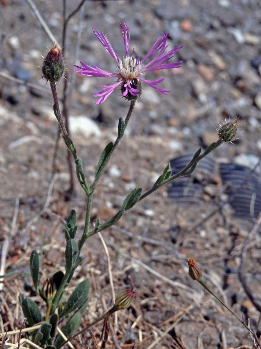 Chrpa (Centaurea aspera L.)