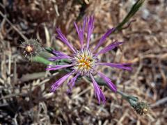 Chrpa (Centaurea aspera L.)