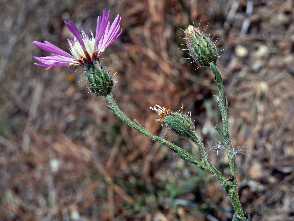 Chrpa (Centaurea aspera L.)