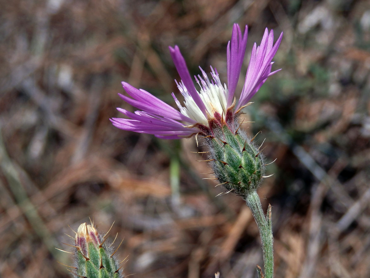 Chrpa (Centaurea aspera L.)