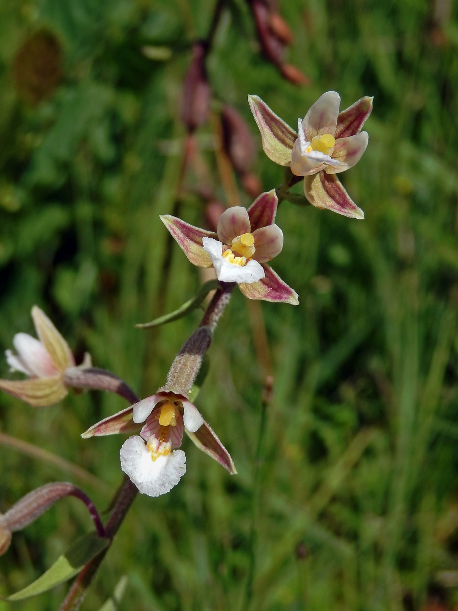 Kruštík bahenní (Epipactis palustris (L.) Crantz)