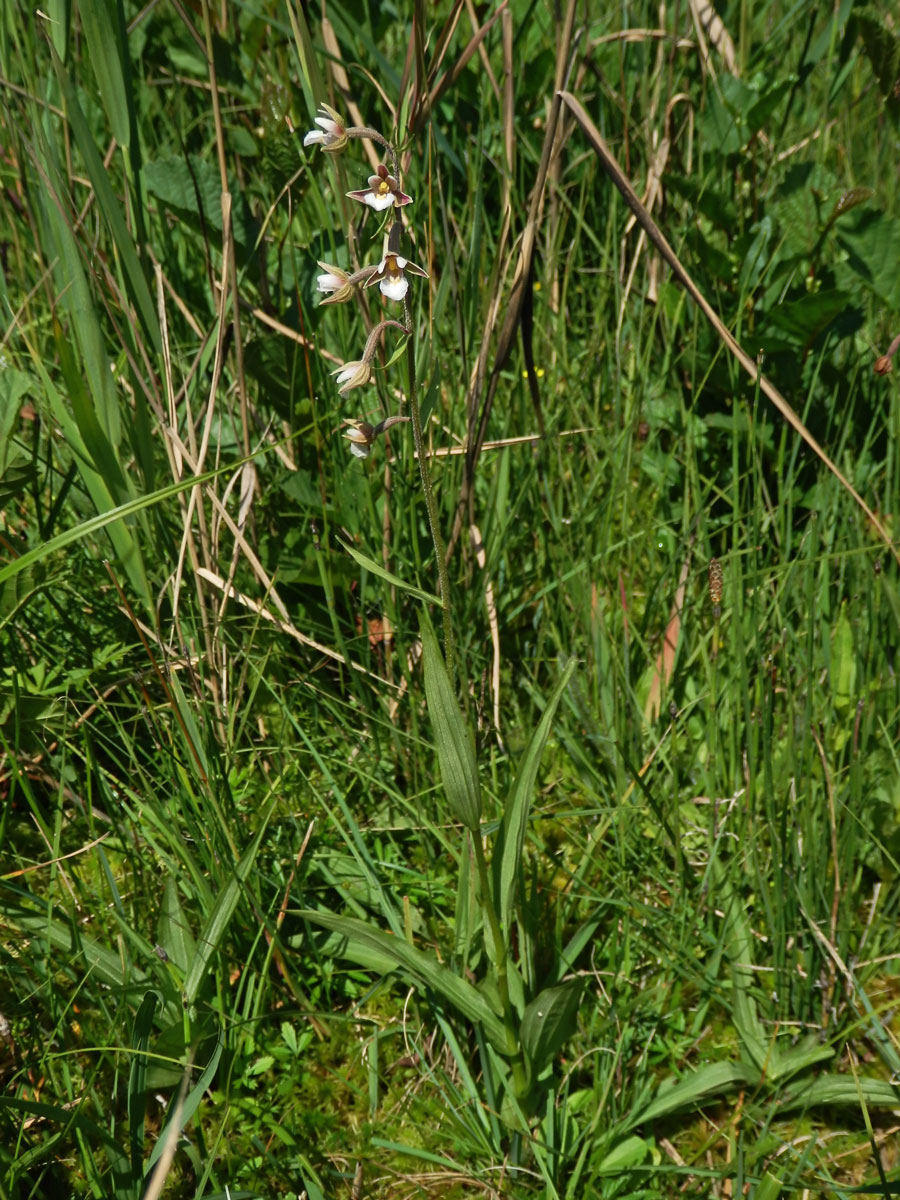 Kruštík bahenní (Epipactis palustris (L.) Crantz)