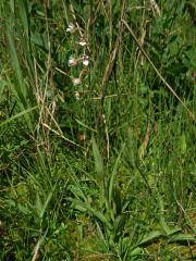 Kruštík bahenní (Epipactis palustris (L.) Crantz)