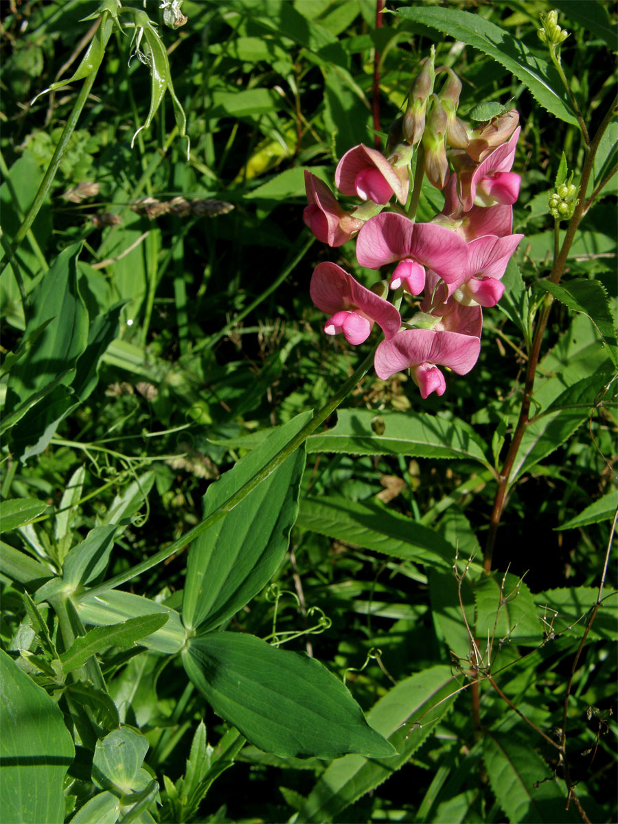 Hrachor širolistý (Lathyrus latifolius L.)