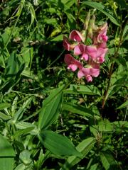 Hrachor širolistý (Lathyrus latifolius L.)