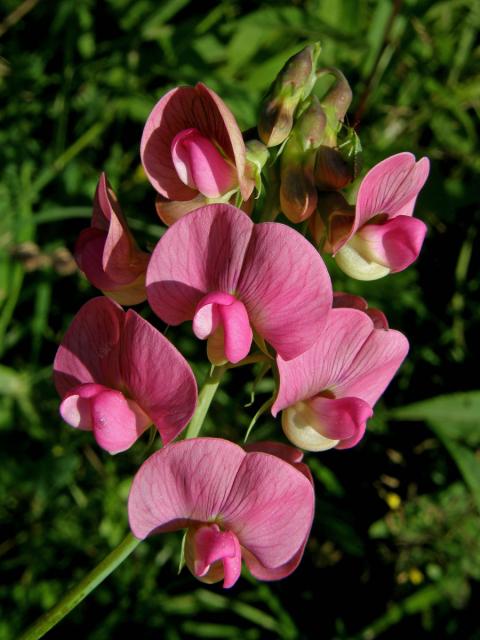 Hrachor širolistý (Lathyrus latifolius L.)