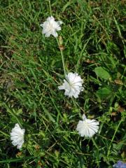 Čekanka obecná (Cichorium intybus L.) - rostlina s bílými květy (2a)