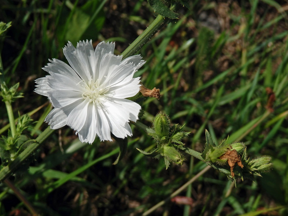 Čekanka obecná (Cichorium intybus L.) - rostlina s bílými květy (2b)