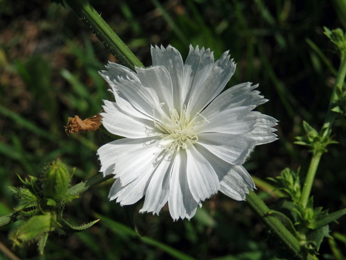 Čekanka obecná (Cichorium intybus L.) - rostlina s bílými květy (2c)