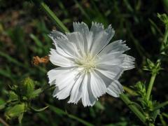 Čekanka obecná (Cichorium intybus L.) - rostlina s bílými květy (2c)