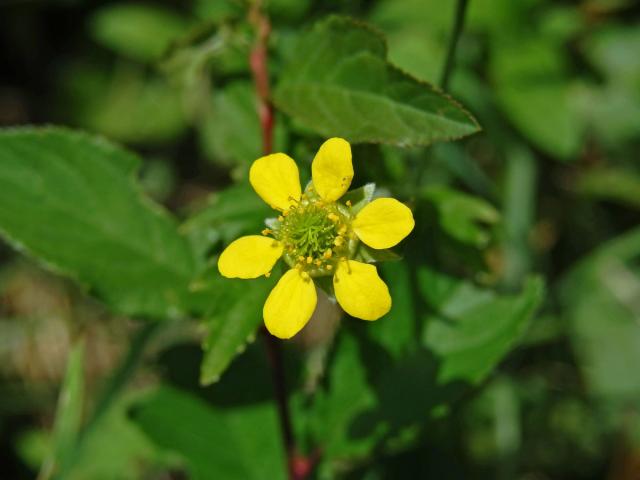 Kuklík městský (Geum urbanum L.), šestičetný květ (2)