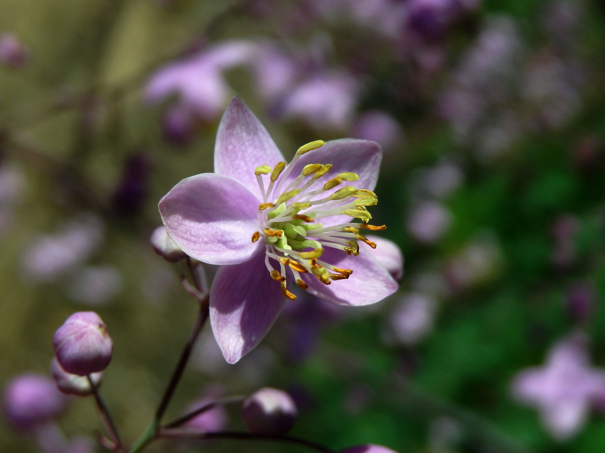 Žluťucha (Thalictrum delavayi Frauch.), pětičetný květ