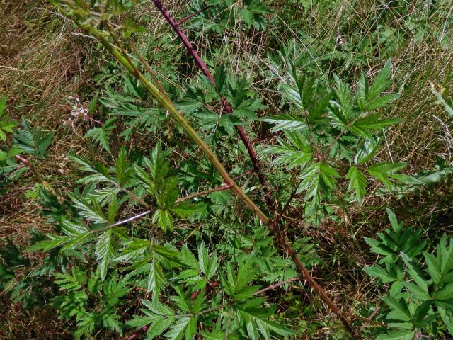 Ostružiník dřipený (Rubus laciniatus Willd.)