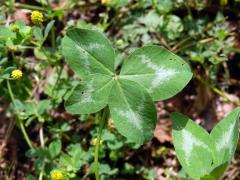 Jetel luční (Trifolium pratense L.) - čtyřlístek (2)