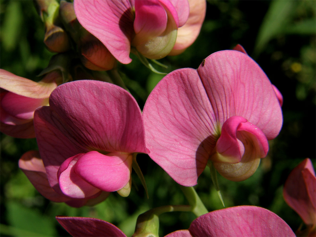 Hrachor širolistý (Lathyrus latifolius L.)