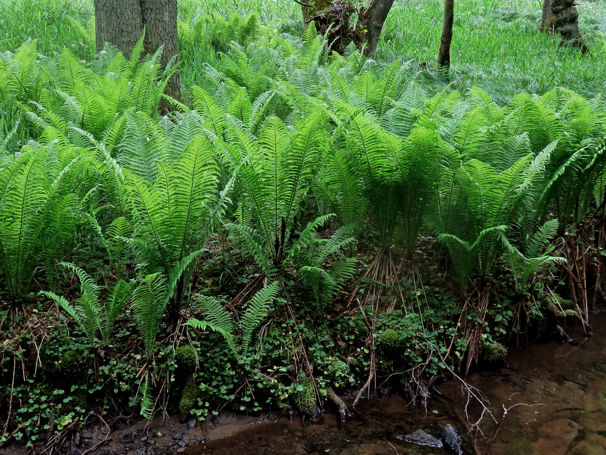 Pérovník pštrosí (Matteuccia struthiopteris (L.) Tod.)