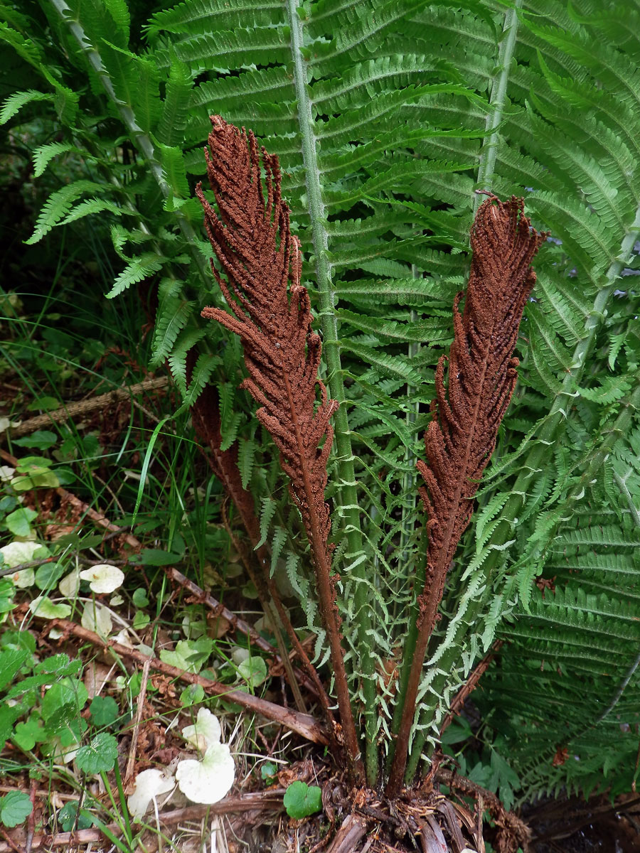 Pérovník pštrosí (Matteuccia struthiopteris (L.) Tod.)