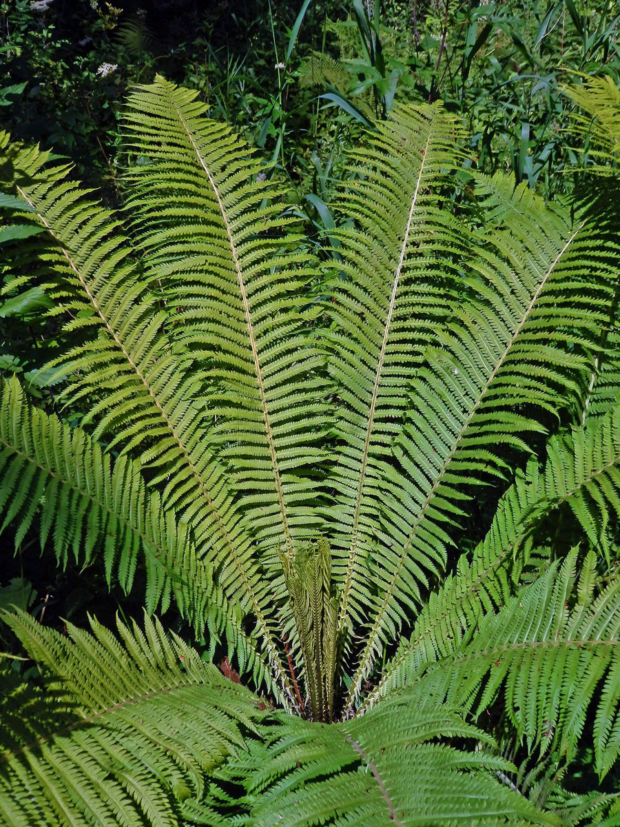 Pérovník pštrosí (Matteuccia struthiopteris (L.) Tod.)