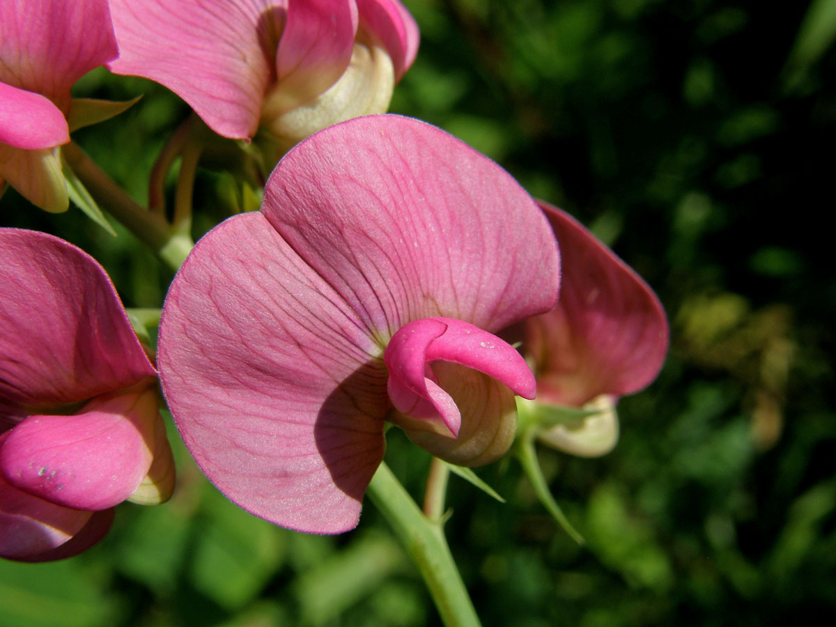 Hrachor širolistý (Lathyrus latifolius L.)