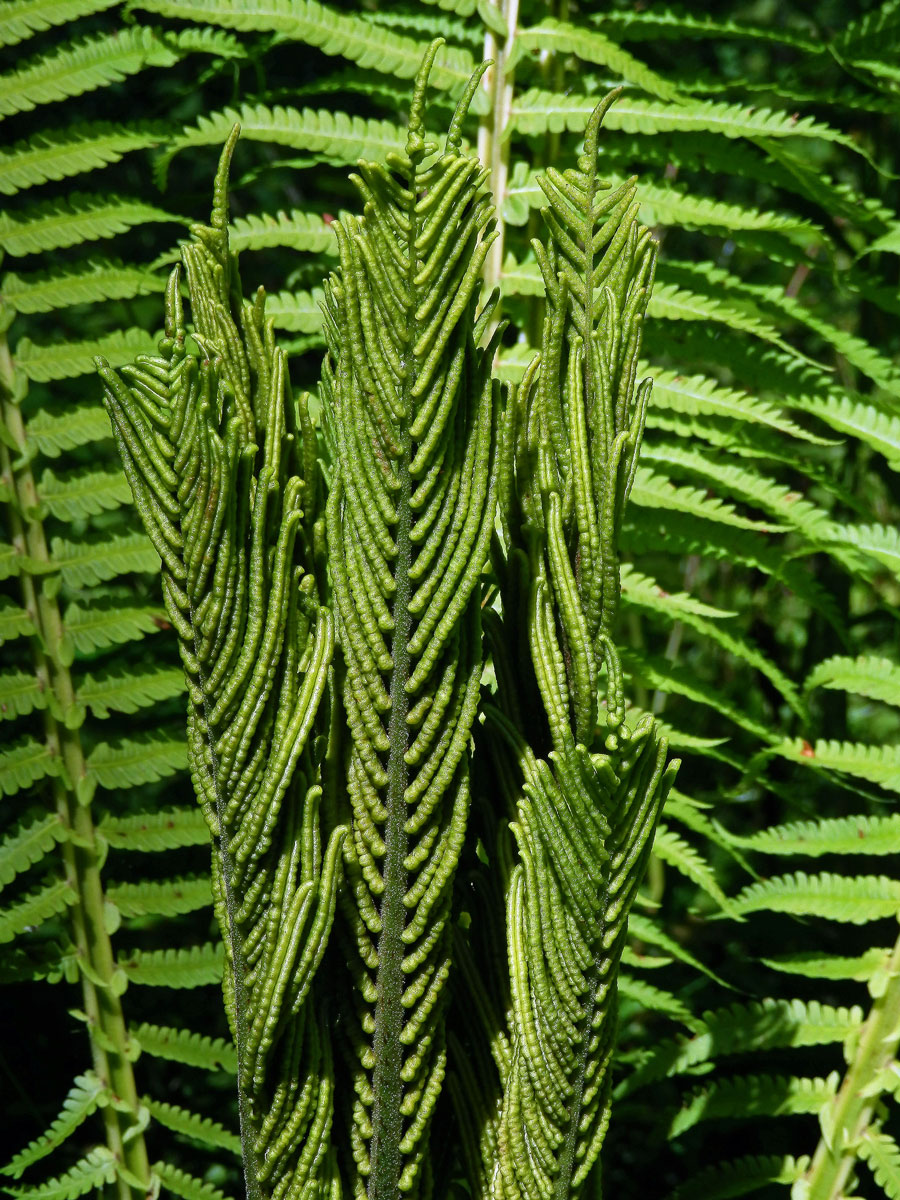 Pérovník pštrosí (Matteuccia struthiopteris (L.) Tod.)