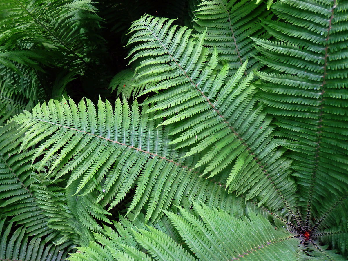 Pérovník pštrosí (Matteuccia struthiopteris (L.) Tod.)