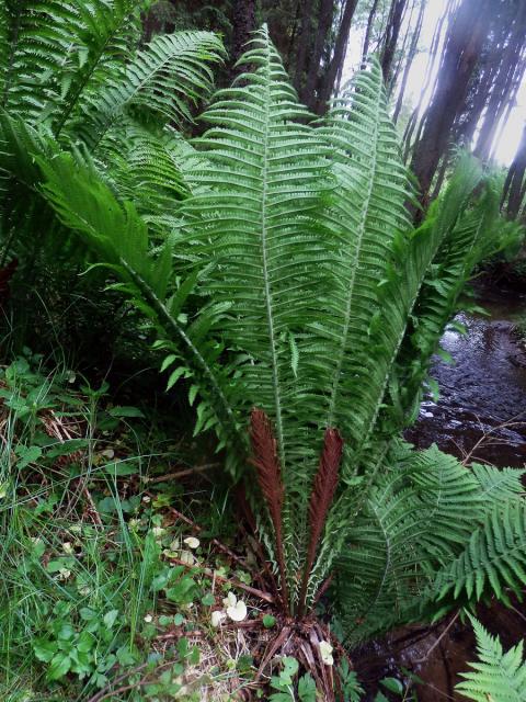 Pérovník pštrosí (Matteuccia struthiopteris (L.) Tod.)