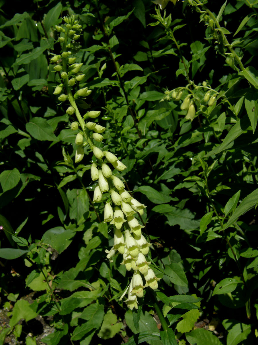 Náprstník žlutý (Digitalis lutea L.)