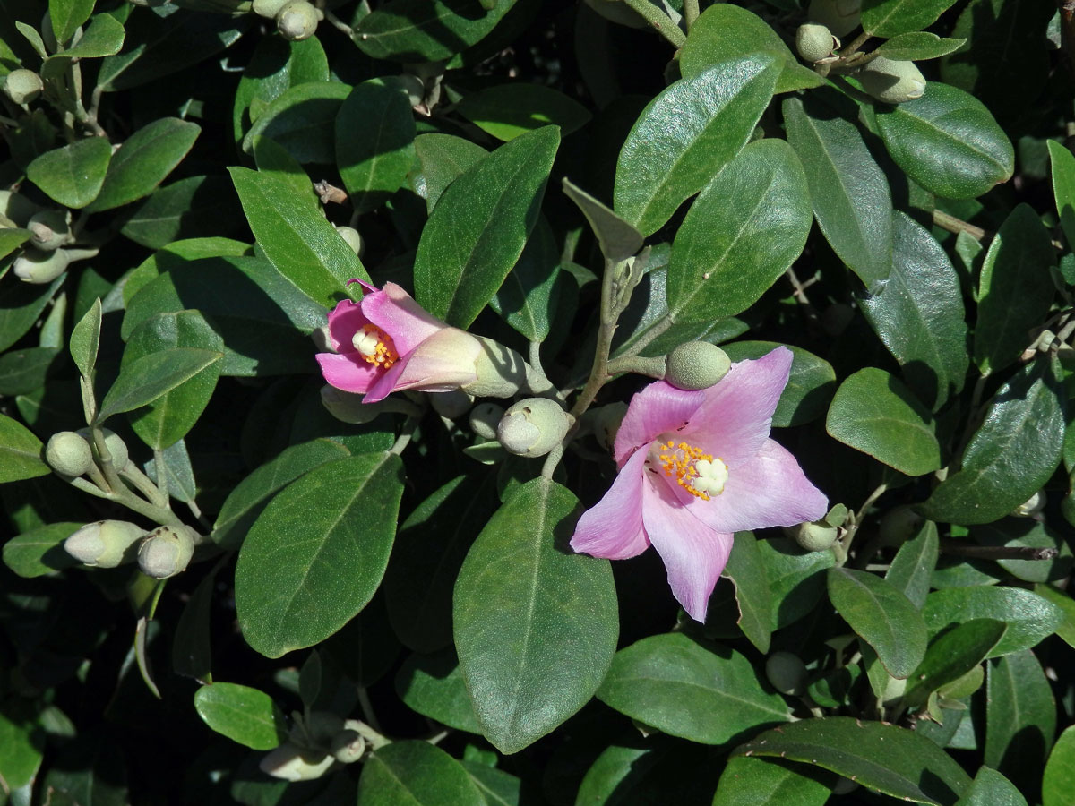 Lagunaria patersonii (Andr.) G. Don