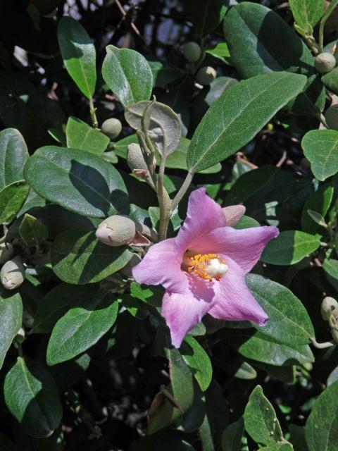 Lagunaria patersonii (Andr.) G. Don