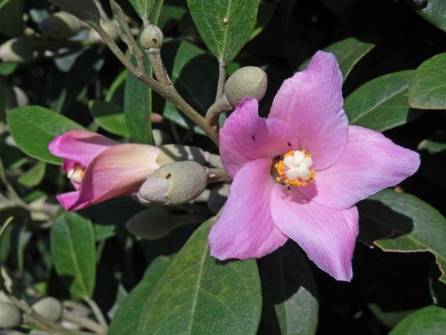 Lagunaria patersonii (Andr.) G. Don